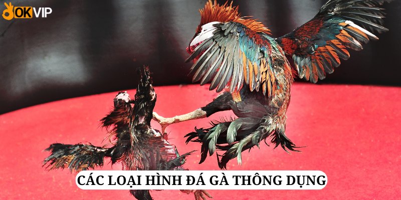 Các loại hình đá gà thông dụng nhất được đơn vị Đá Gà 88 giới thiệu