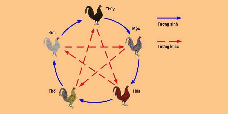 Cách xem lịch đá gà chuẩn theo phong thuỷ ngũ hành