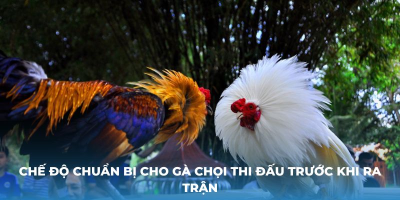 Chế độ chuẩn bị cho gà chọi thi đấu trước khi ra trận