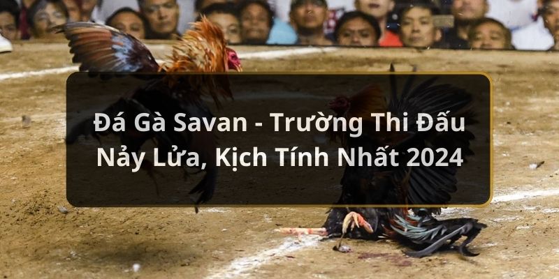 Ảnh Đại Diện đá gà savan