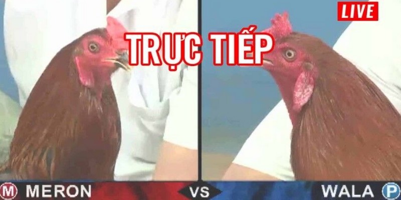 Thông tin cần biết về sảnh Đá Gà 88 là gì?