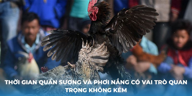 Thời gian quần sương và phơi nắng có vai trò quan trọng không kém